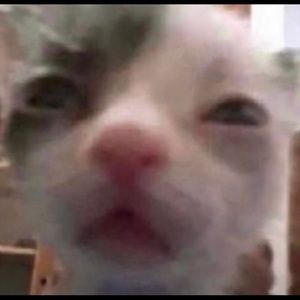 Meet your Posher, Mommys